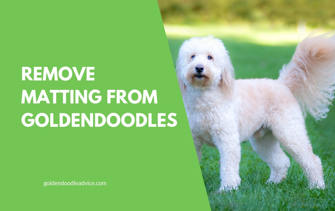 How To Prevent Goldendoodle Matting: 3 Must Own Dog Brushes 1