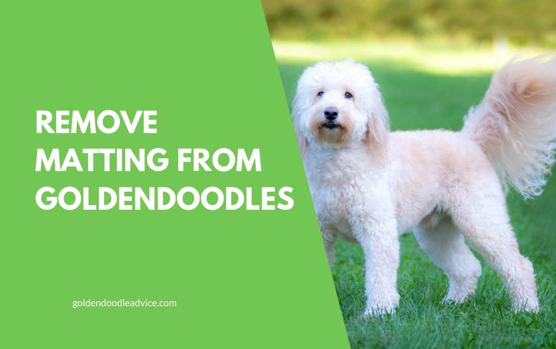 How To Prevent Goldendoodle Matting: 3 Must-Own Dog Brushes 1