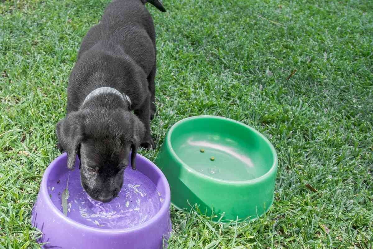 should i leave food out for puppy all day