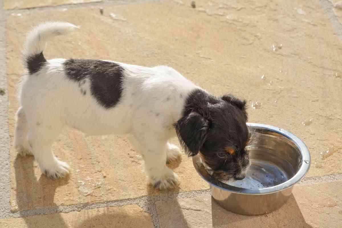 should dogs have water all day