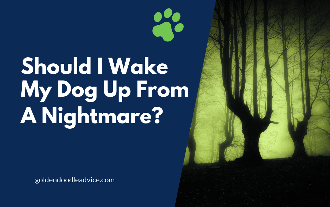 Should I Wake My Dog Up From A Bad Dream? (Do This!) 1