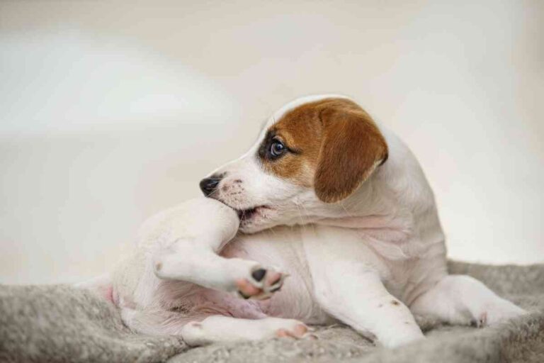 4 Signs Your Puppy Has Fleas & How To Treat Your Puppy Safely