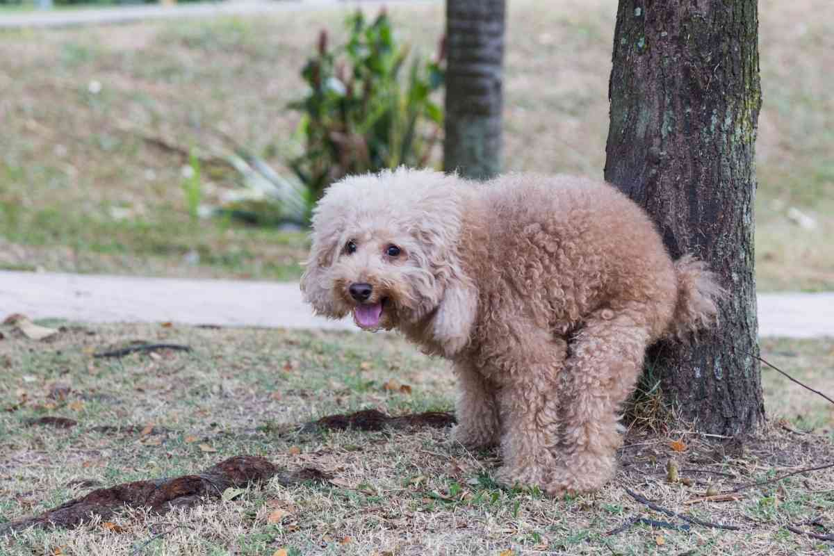 When Does Puppy Poop Become Solid 1 1 When Does Puppy Poop Become Solid? 4 Reasons It’s Still Runny