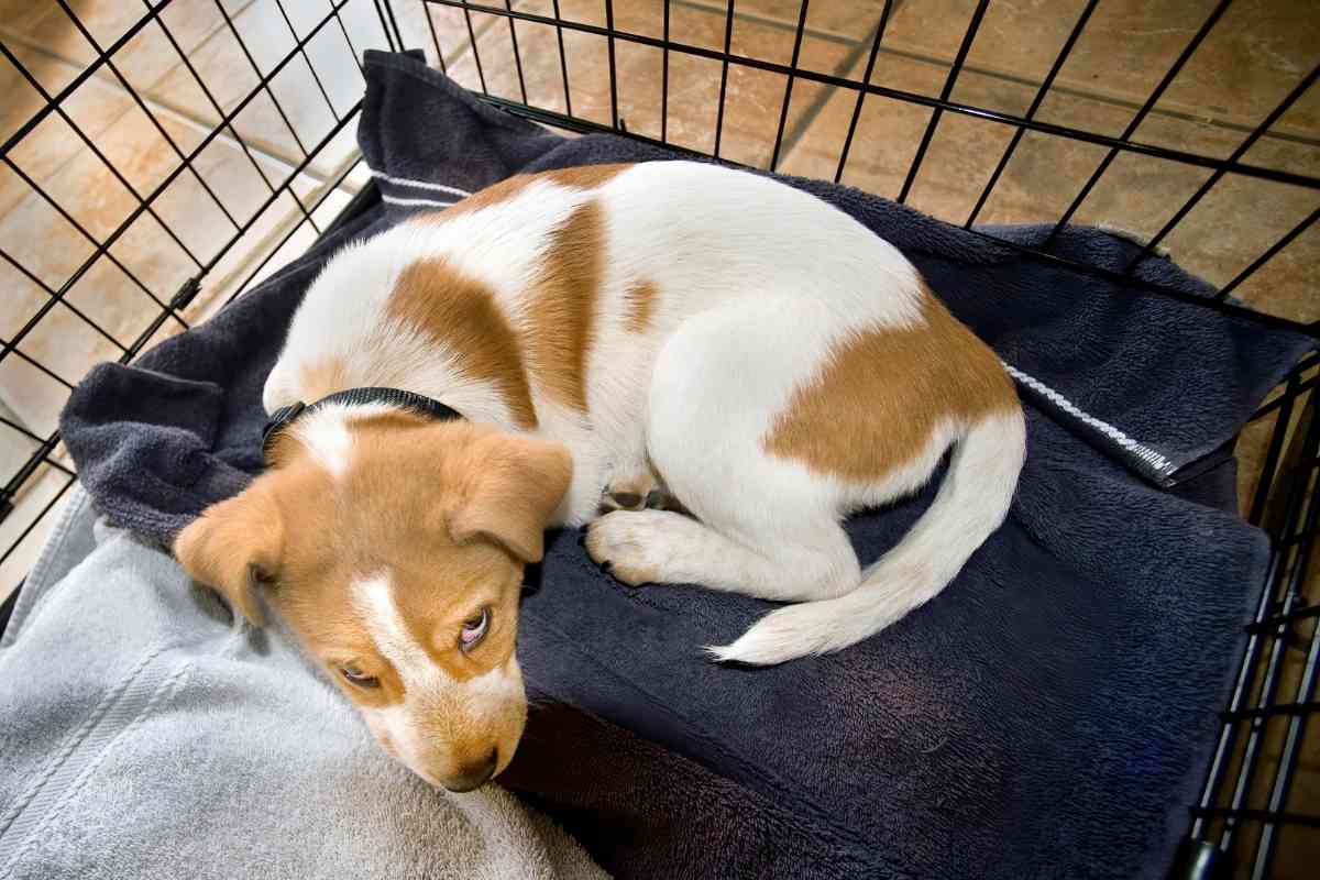 5 Signs Your Puppy Is Ready To Sleep Out Of Their Crate 1