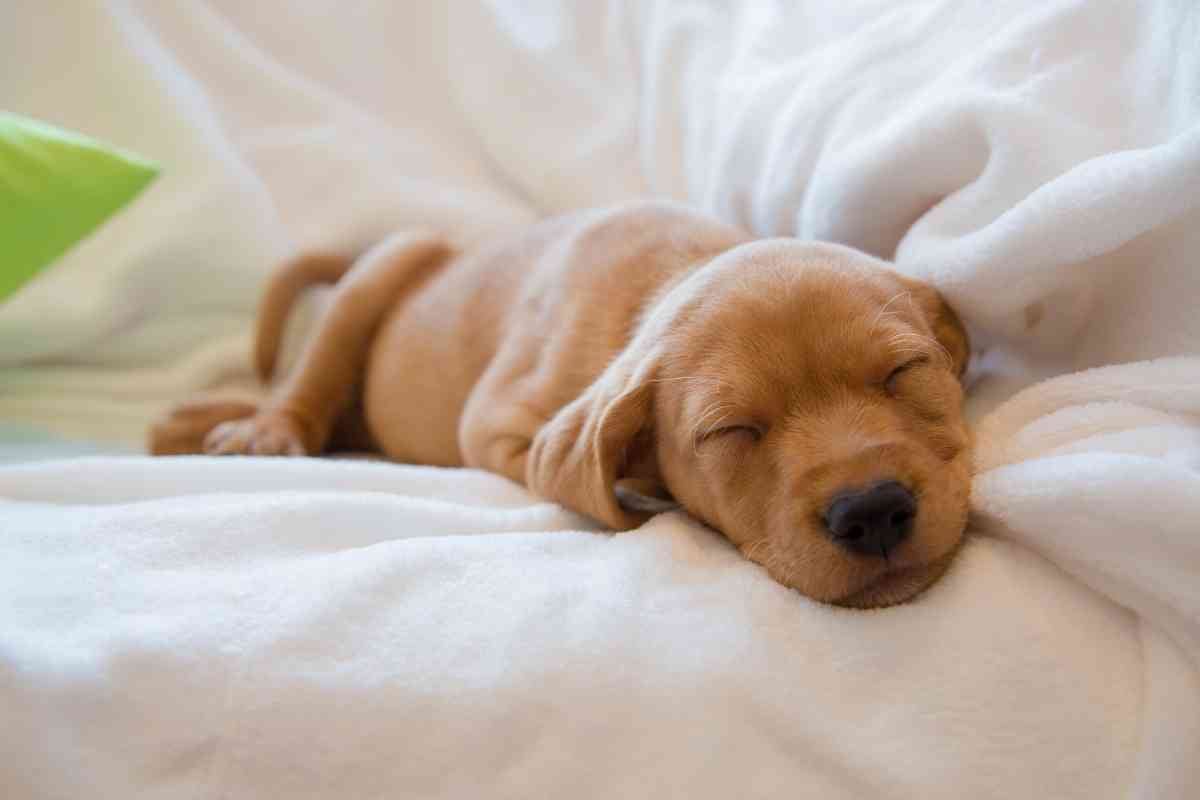 5 Signs Your Puppy Is Ready To Sleep Out Of Their Crate Goldendoodle