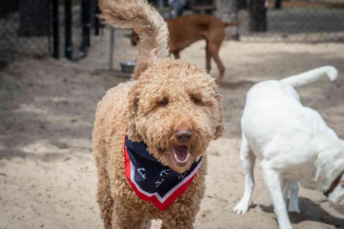 Does Your Goldendoodle Stink? (How To Fix It!) 1