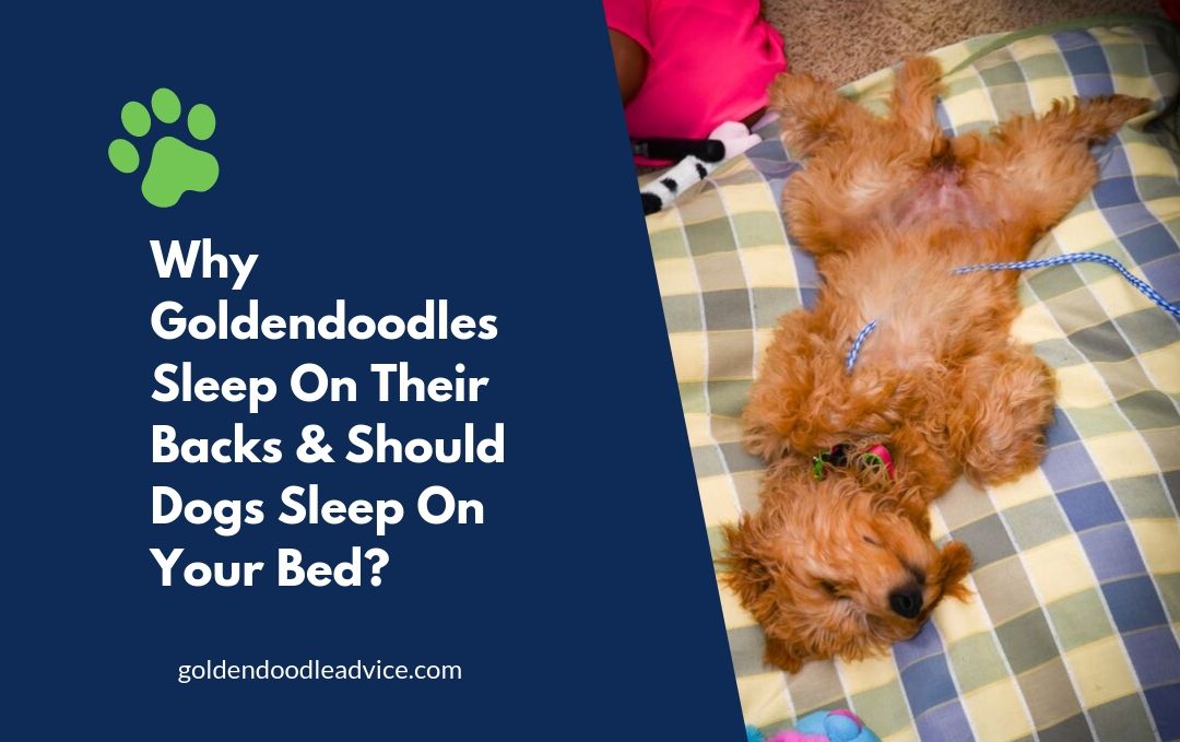 Why Do Goldendoodles Sleep On Their Backs? 1