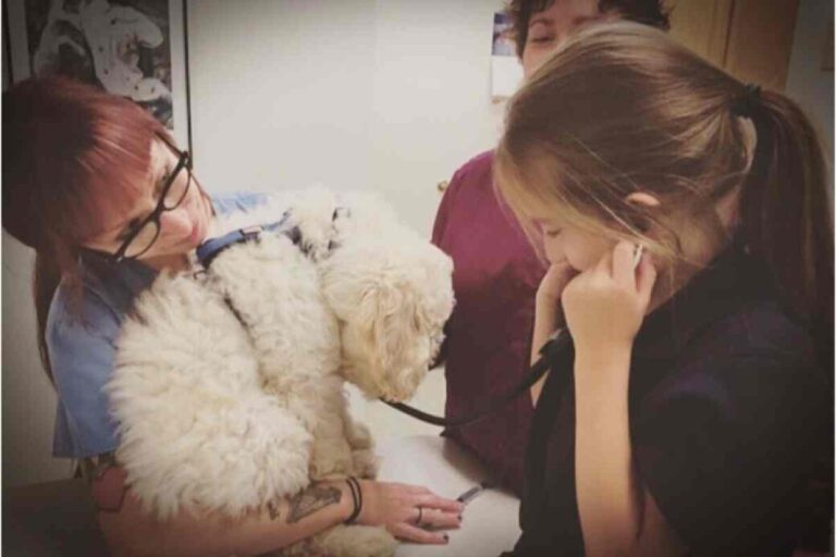 Why Your Goldendoodle Keeps Throwing Up and What to Do Goldendoodle