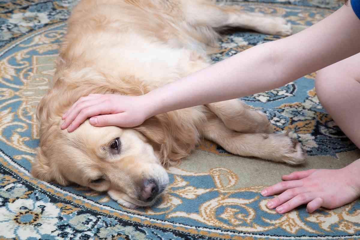 &Lt;Strong&Gt;5 Ways To Help A Dog With An Upset Stomach At Home&Lt;/Strong&Gt; 1