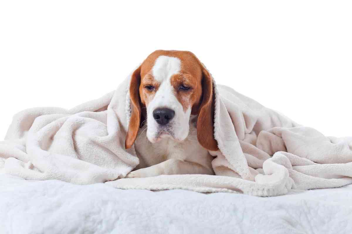 &Lt;Strong&Gt;5 Ways To Help A Dog With An Upset Stomach At Home&Lt;/Strong&Gt; 2