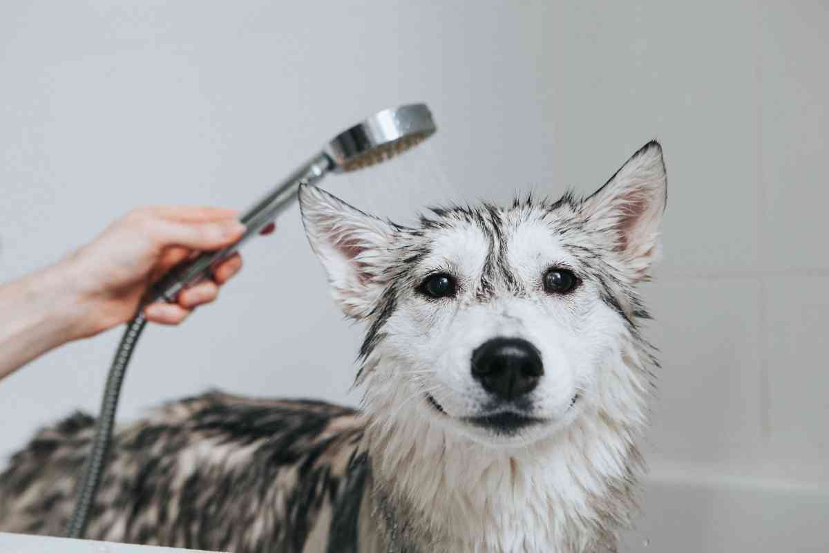 7 Reasons Your Puppy Shakes After A Bath &Amp; How To Help Them 2