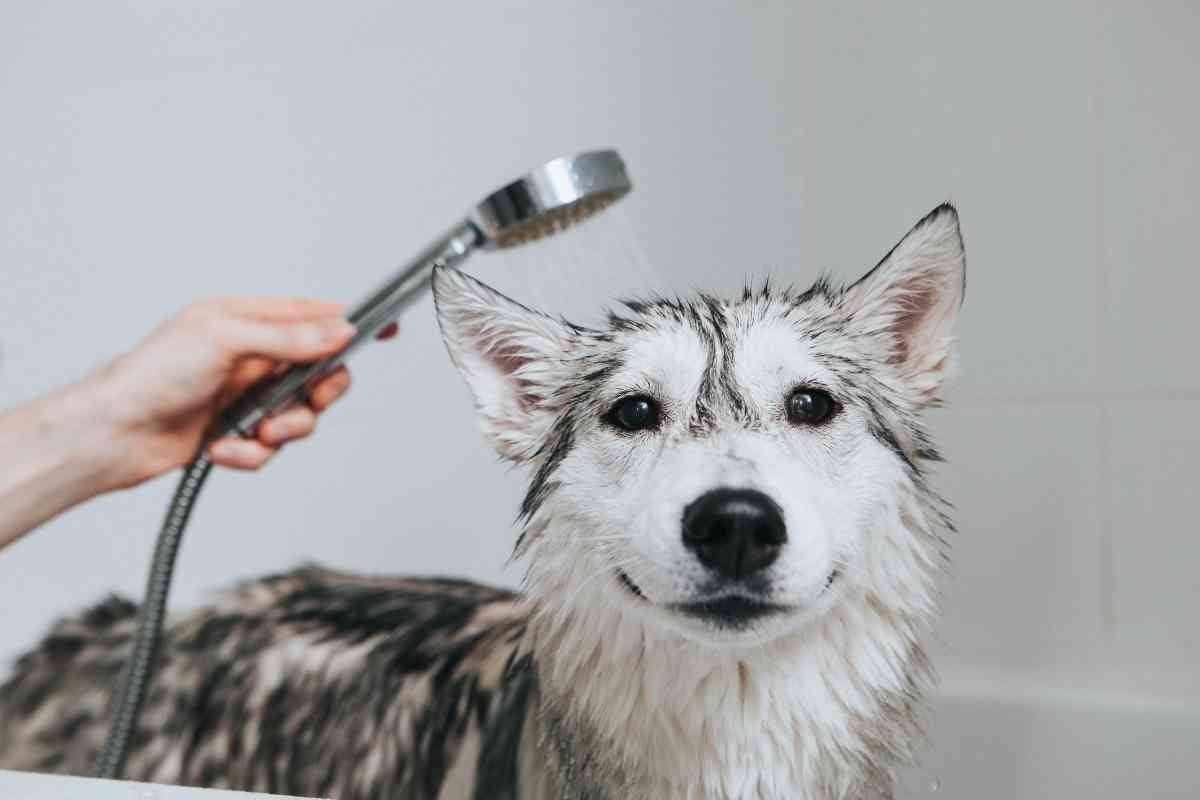 why do puppies shiver after a bath