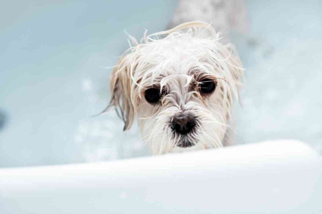 7-reasons-your-puppy-shakes-after-a-bath-how-to-help-them