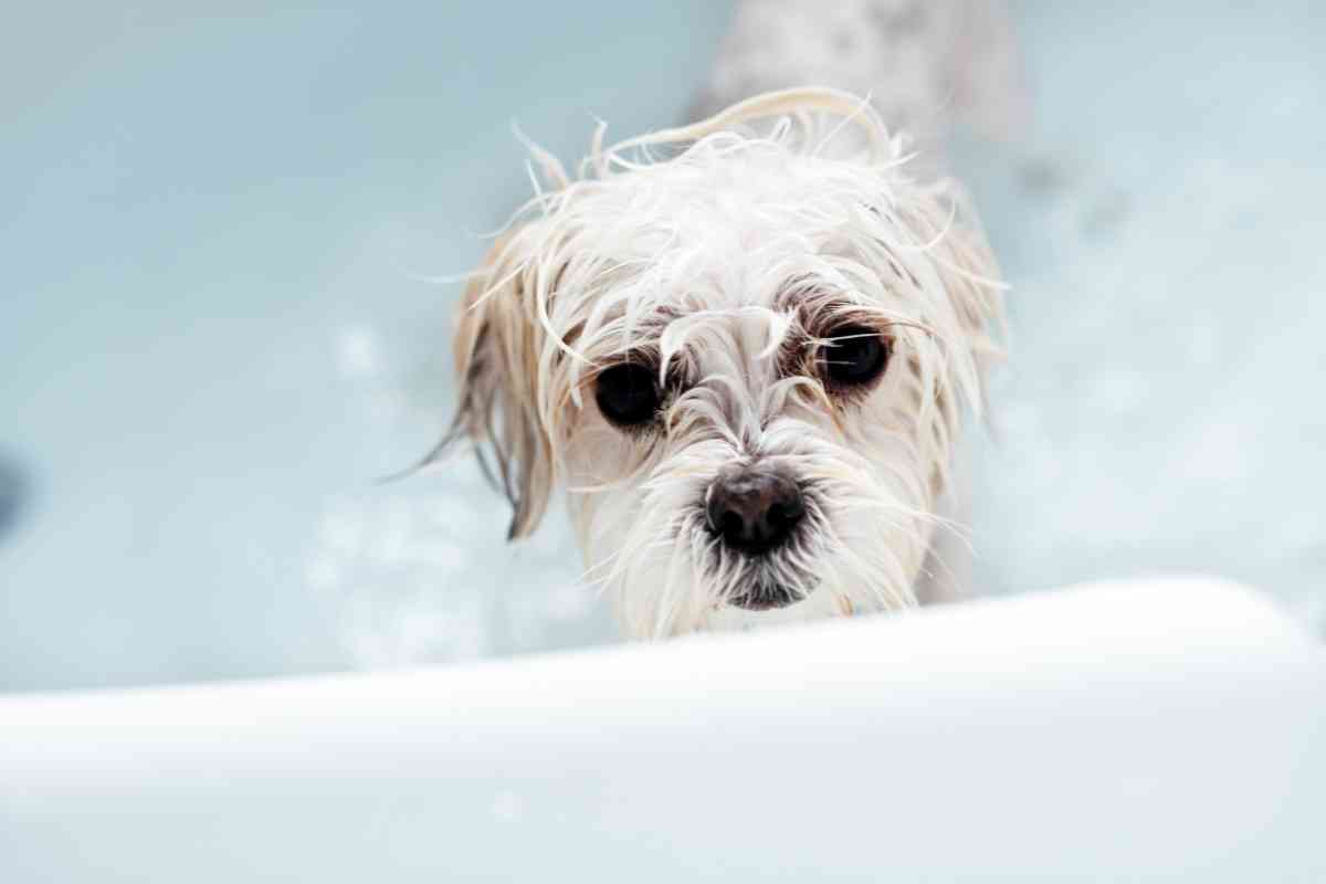 why do puppies shiver after a bath