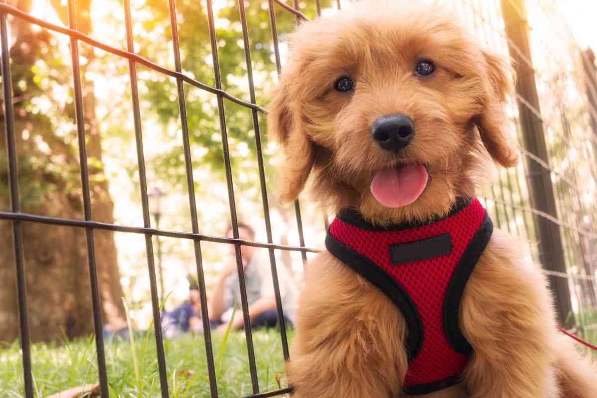 The Ultimate Guide To Training A Goldendoodle Puppy 1