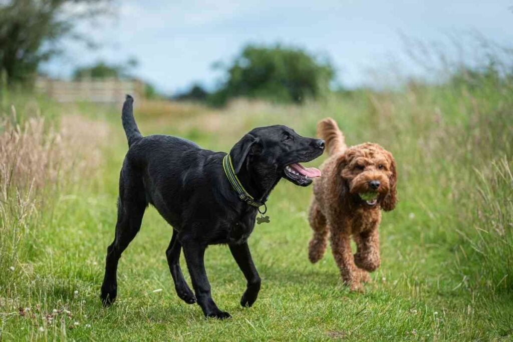 Are Goldendoodles Low Maintenance Goldendoodle Advice