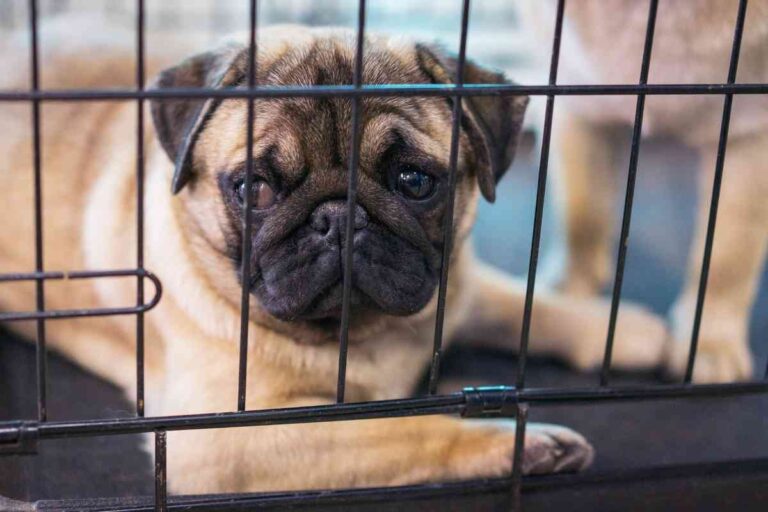 6 Proven Ways To Stop Your Puppy From Pooping In Their Crate