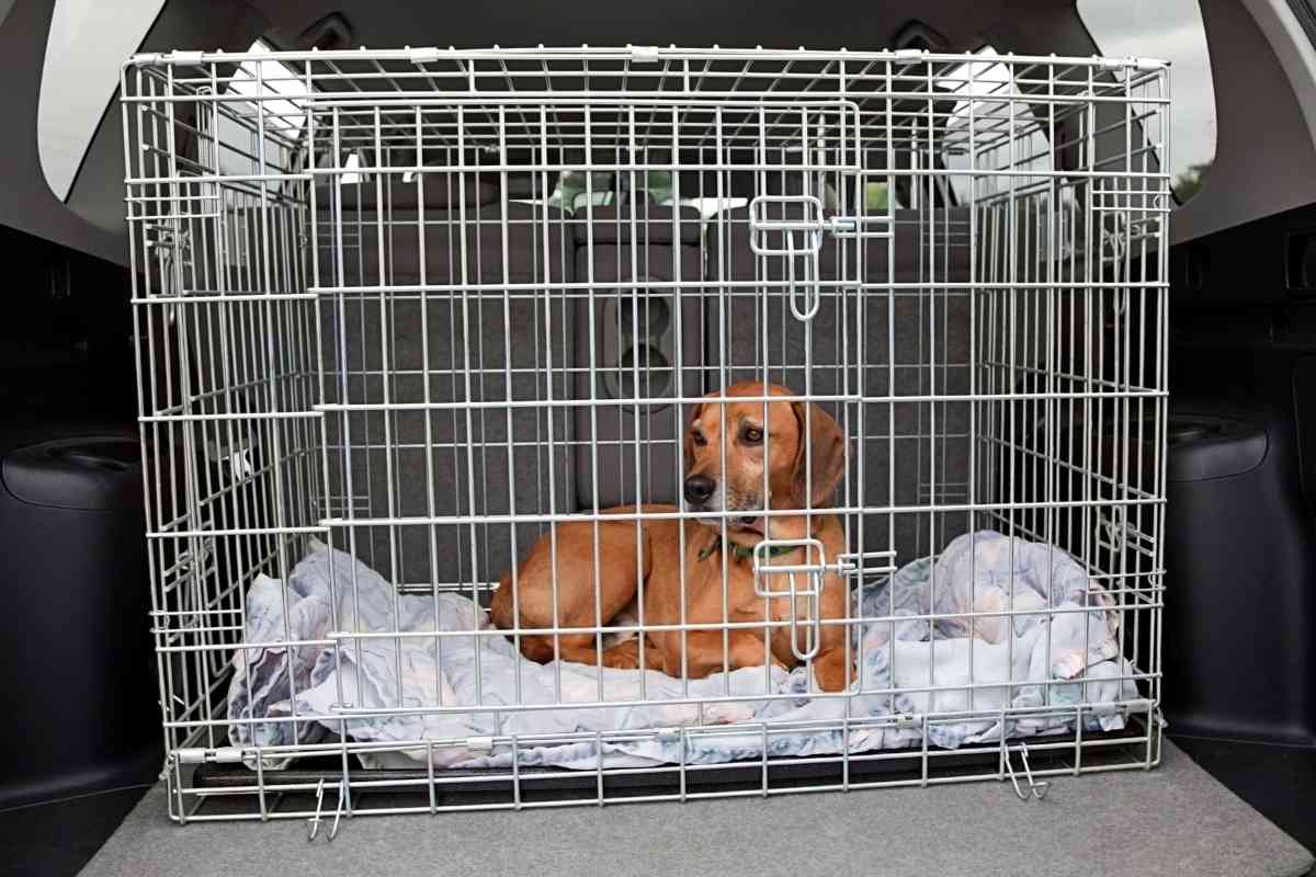 6 Proven Ways To Stop Your Puppy From Pooping In Their Crate 2