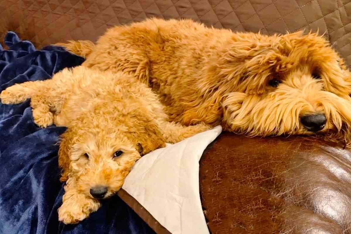Will Two Male Goldendoodles Get Along? Secrets To Success! 2