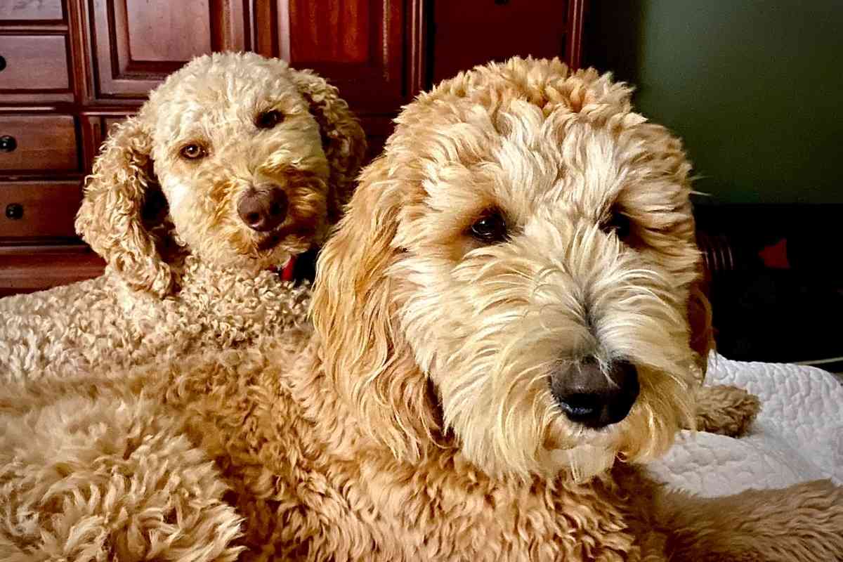 Will Two Male Goldendoodles Get Along? Secrets To Success! 1