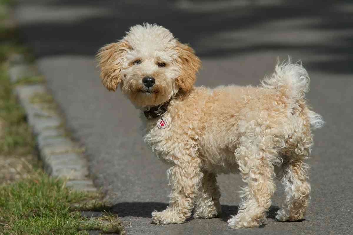 5 Factors That Increase The Cost Of A Cavapoo Puppy 2