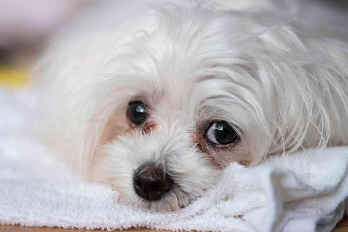 3 Home Treatments To Clean Puppy Tear Stains 1