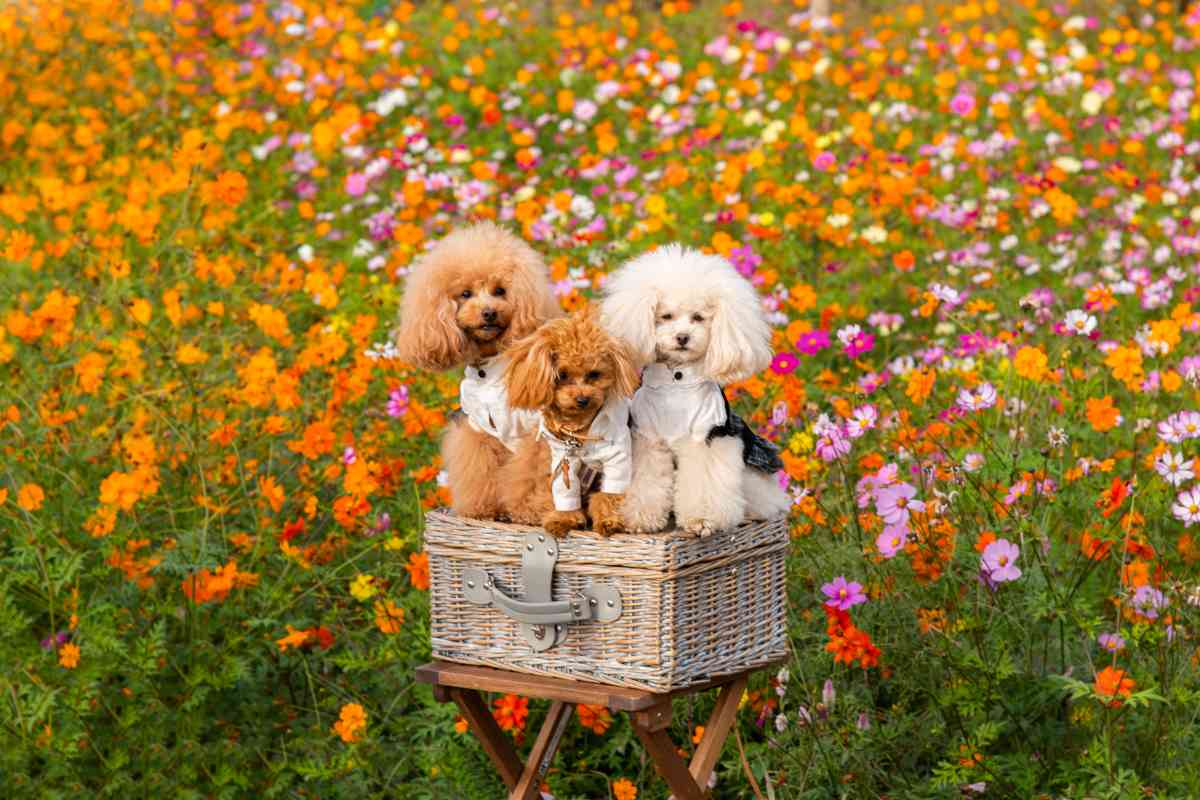 How Much Does A Toy Poodle Puppy Cost? 14 Price-Affecting Factors 2