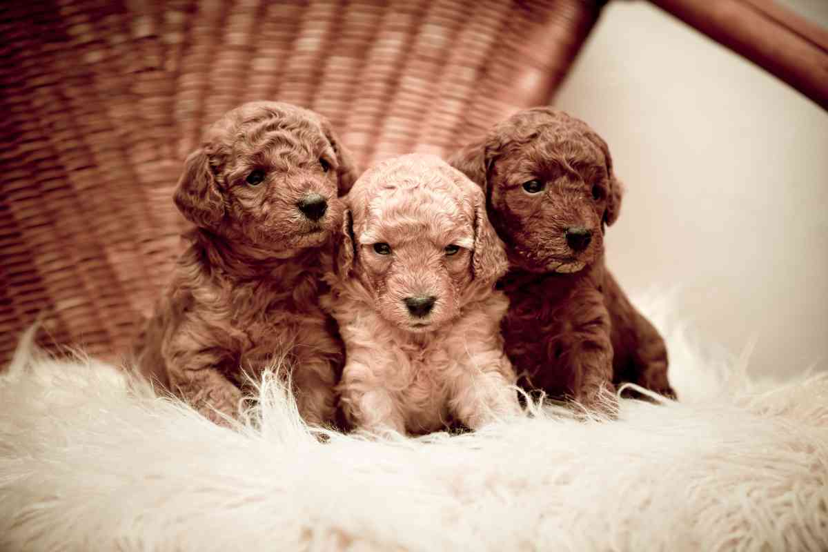 How Much Does A Toy Poodle Puppy Cost? 14 Price-Affecting Factors 1