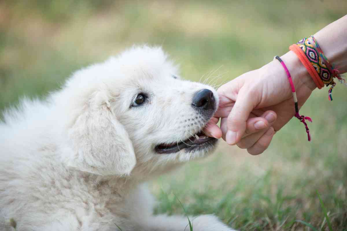 Train Your Goldendoodle Puppy Not To Bite In 8 Easy Steps 1