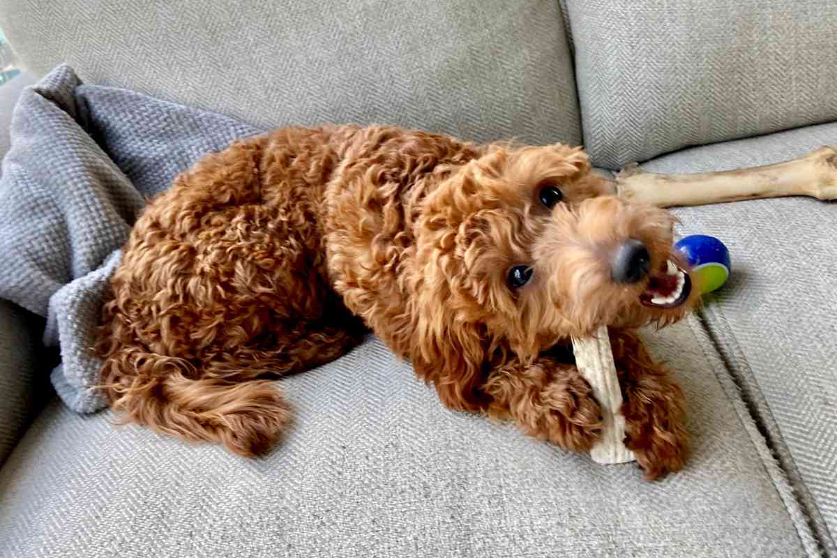 When Goldendoodles Stop Teething And Lose Their Puppy Teeth 1