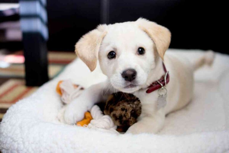 10 Ways To Deworm A Puppy Naturally