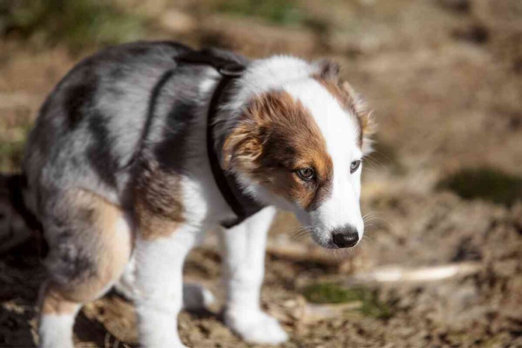 how-long-puppy-poop-should-be-soft-diarrhea-loose-stool-gut-health