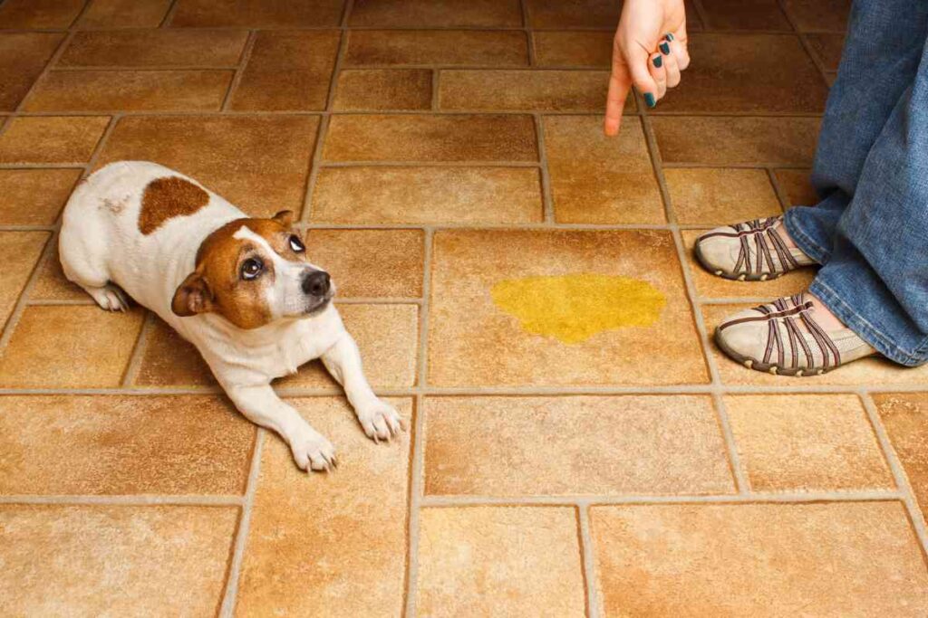 8 Reasons Why Your Puppy Started Peeing In The House Again
