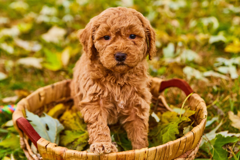 F1B Mini Goldendoodles: Everything You Need To Know 3