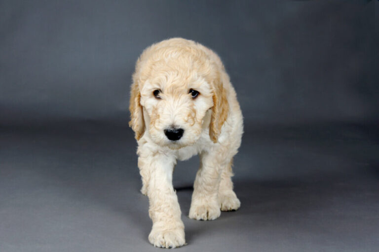 F1B Mini Goldendoodles: Everything You Need To Know 2