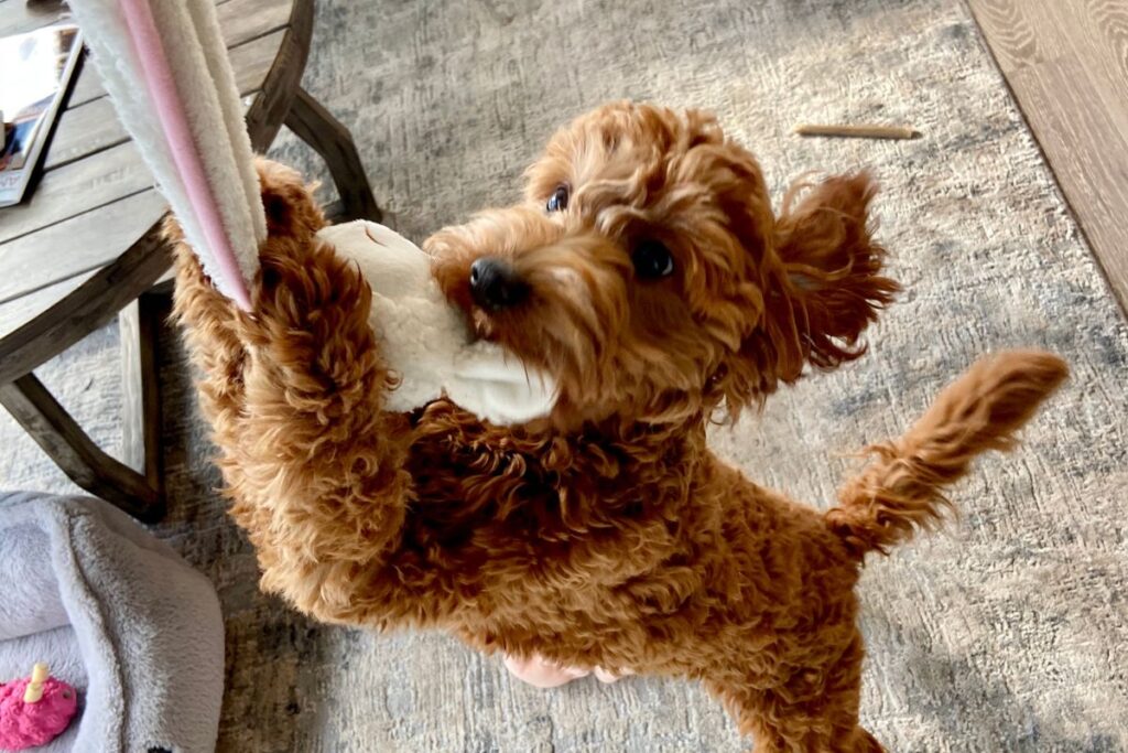 Are Goldendoodles Good Apartment Dogs? Pros and Cons Explained! Goldendoodle Advice