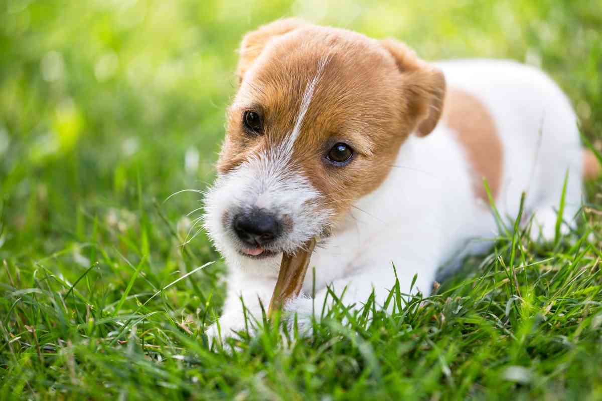 Can Puppies Have Bully Sticks? Why Vs Why Not Explained! 1