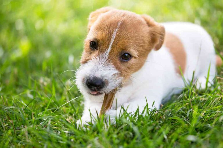 Can Puppies Have Bully Sticks? Why Vs Why Not Explained!