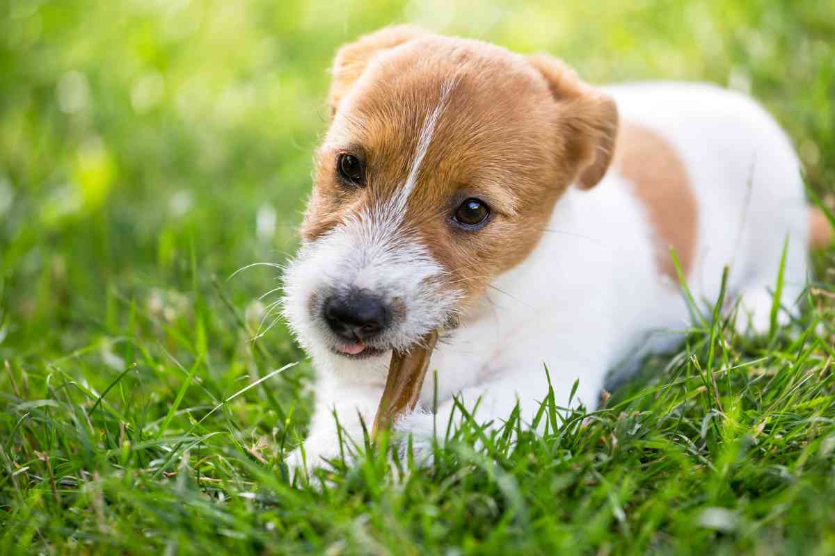 Can Bully Sticks Cause Diarrhea In Dogs