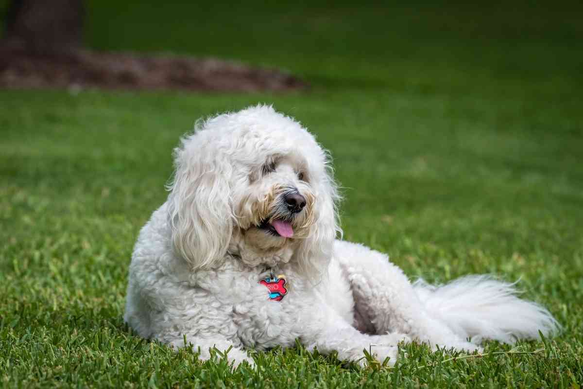 Do Goldendoodles Change Colors? Why, When, &Amp; What To Expect 1
