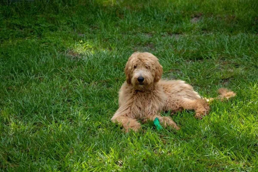 Do Goldendoodles Change Colors? Unravel the Mystery!