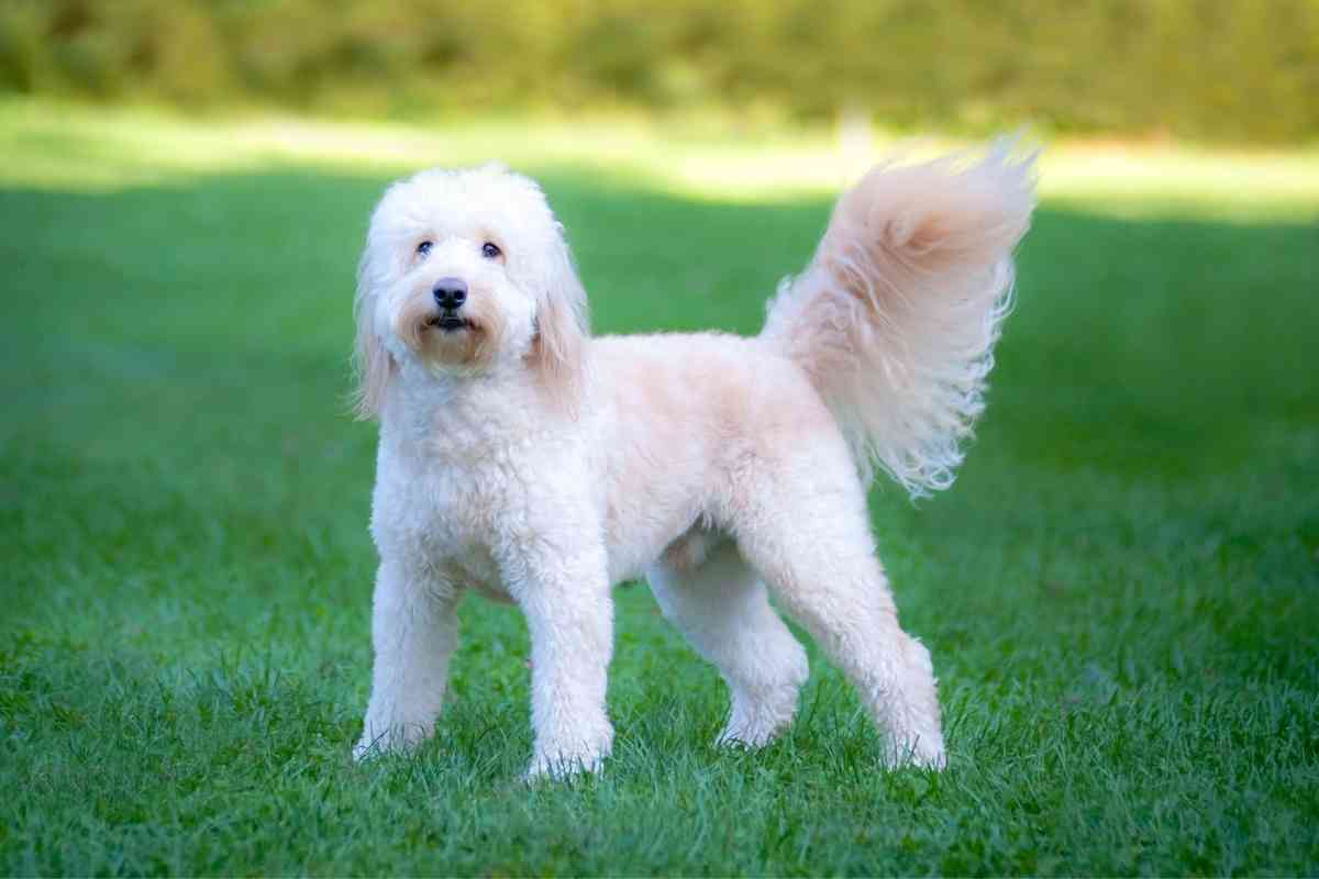 will my goldendoodle change color