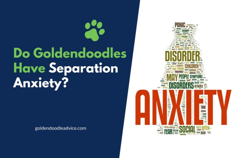 Goldendoodle Separation Anxiety Causes & Solutions Goldendoodle Advice