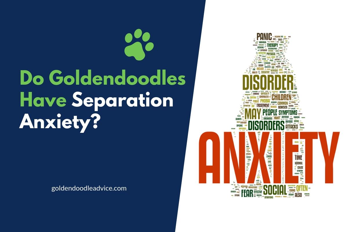 Goldendoodle Separation Anxiety: Causes &Amp; Solutions 1
