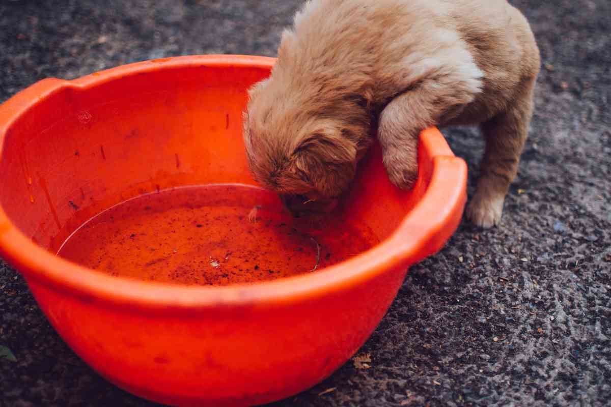 at what age can puppies start drinking water