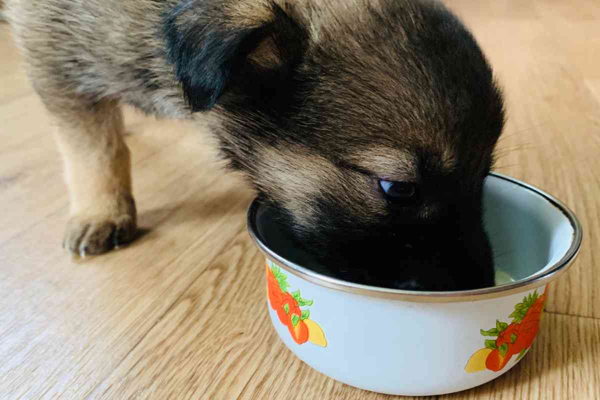 when can puppies start drinking water