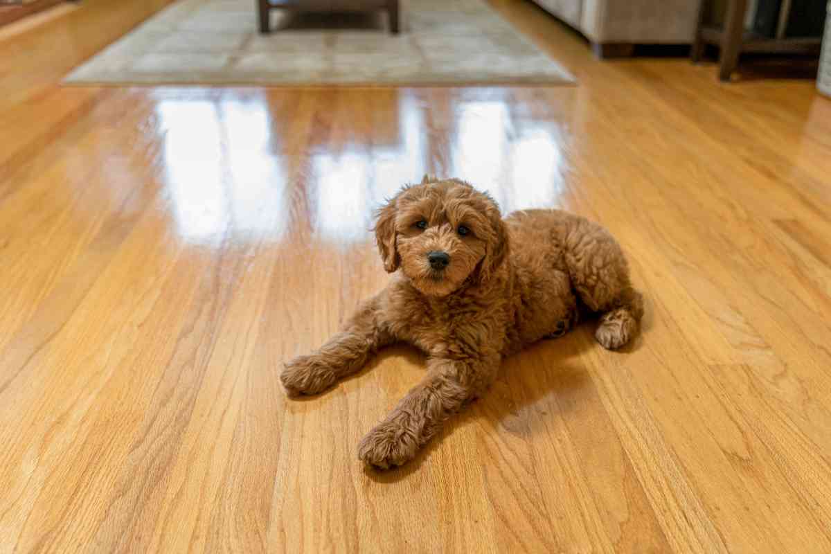 Goldendoodle Separation Anxiety: Causes &Amp; Solutions 2
