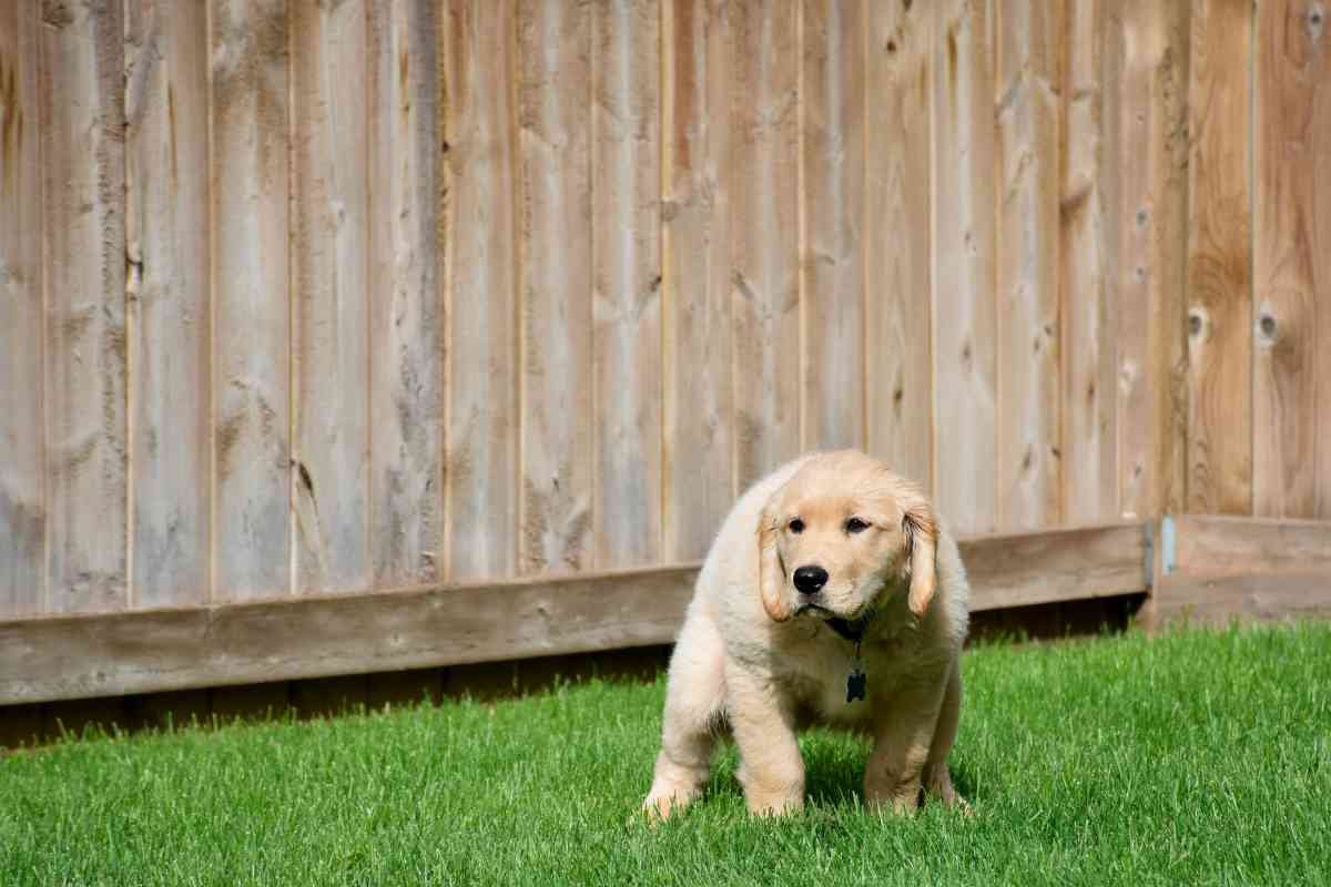 How Long Will My Puppy Have Diarrhea After Deworming? 1