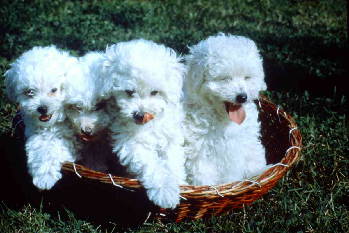 How Many Puppies Do Standard Poodles Have In A Litter? 3