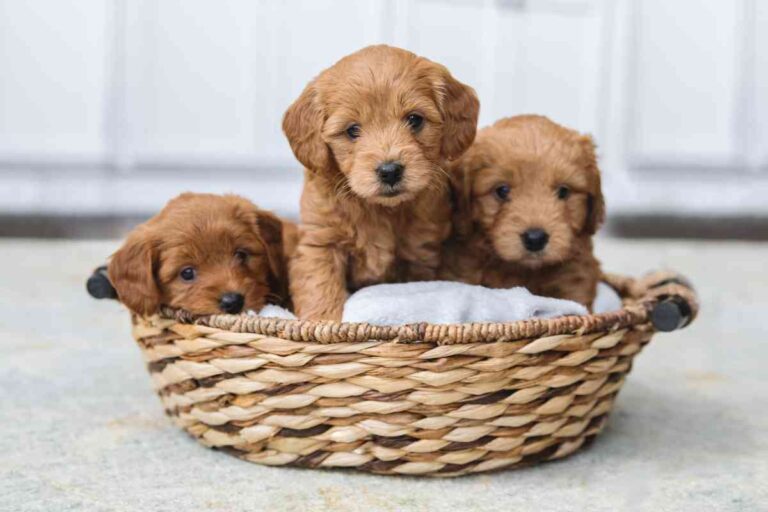 How Many Puppies Do Standard Poodles Have In A Litter?